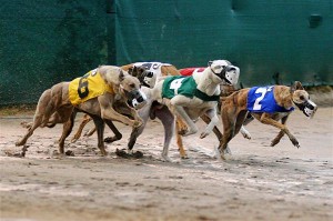 Racing | All About Greyhounds
